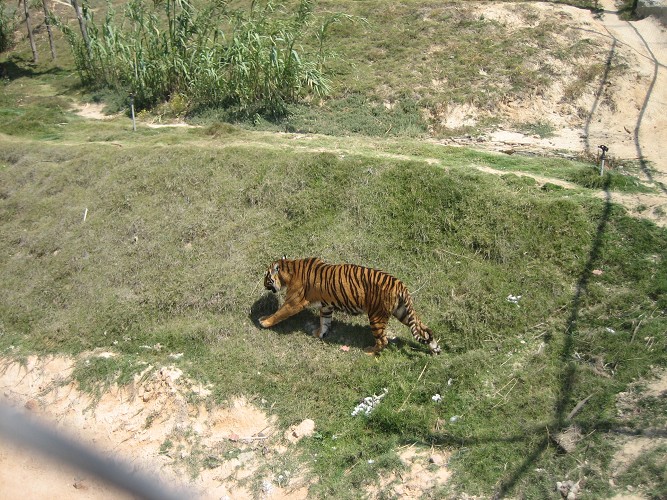 I was born at the Year of Tiger and I have met him in Egypt on the way from Cairo to Alexandria