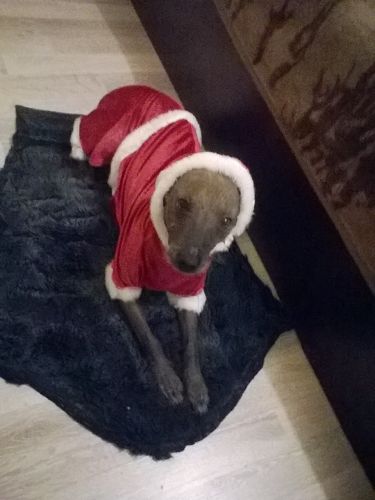Лысый пес - Санта Клаус. Декабрь 2020